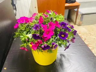 Pianta petunia.