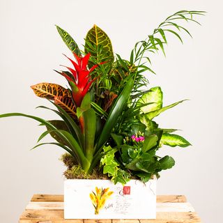 Caja De Madera Con Plantas De Interior