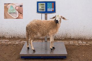 01281805 - 49 Kg