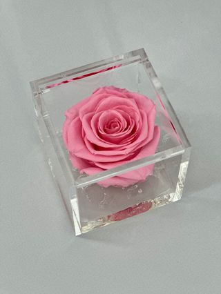 Rosa Rosa Preservada perfumada 6X6 CM 