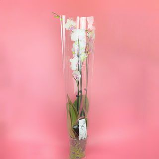 Архідея класична