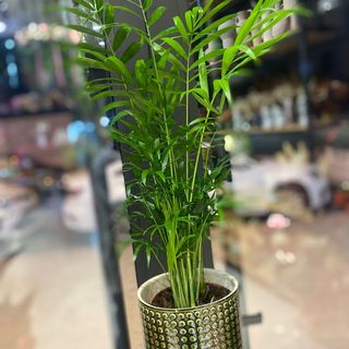 Chamaedorea avec pot 