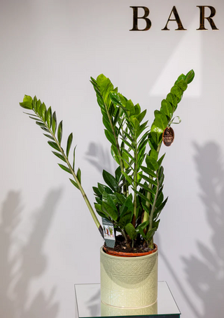 Zamioculcas - Verdeață cu Zero Bătăi de Cap