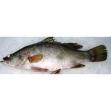 Nileperch Fish, Fresh