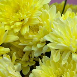 Хризантема жовта