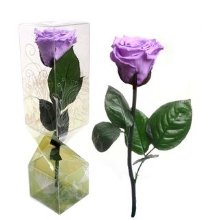 Rosa eterna lila, tallo corto 