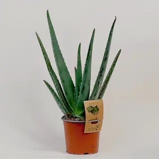 Алоэ (40см)