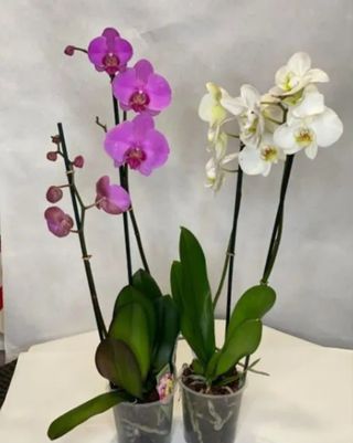 Орхидея в горшочке 