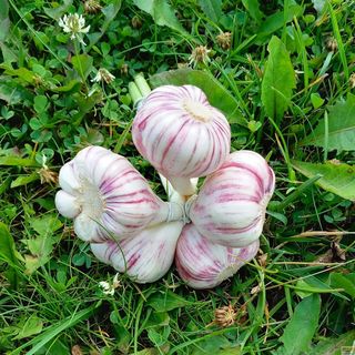 Czosnek latowicki warkocz 5 główek