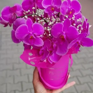 Flower box ze storczykami z gipsówki ,rozmiar M