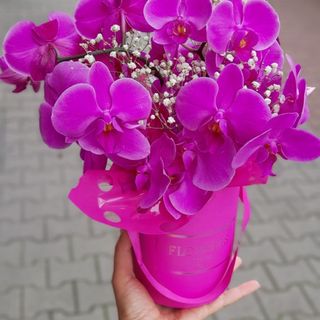 Flower box ze storczykami z gipsówki ,rozmiar M