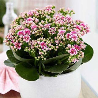 Kalanchoe planta