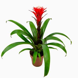 Guzmania (Bromélia)
