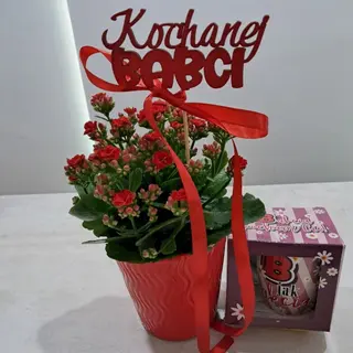 Kalanchoje w doniczce ceramicznej +kubek dla babci