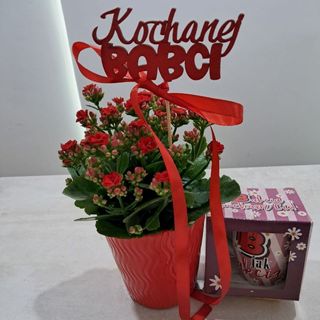 Kalanchoje w doniczce ceramicznej +kubek dla babci