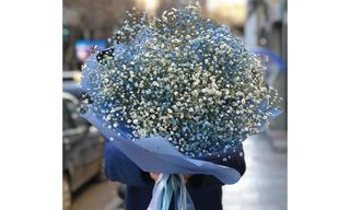 გიფსოფილა