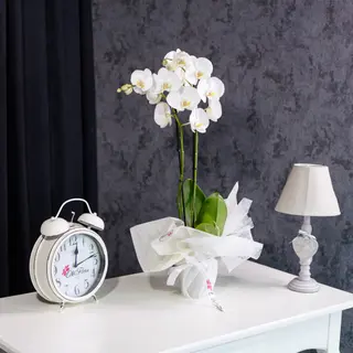 Orhidee Phalaenopsis Alba cu 2 Tije
