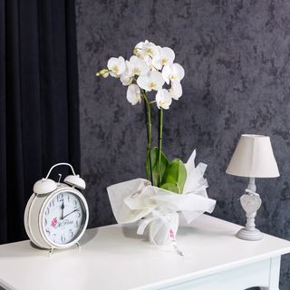 Orhidee Phalaenopsis Alba cu 2 Tije