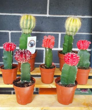 Մինի կակտուս