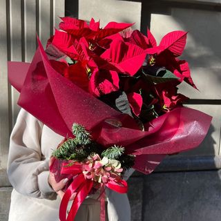 Poinsettia para Regalar 