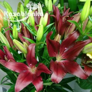 Ljiljan crveni (RCIR 45)