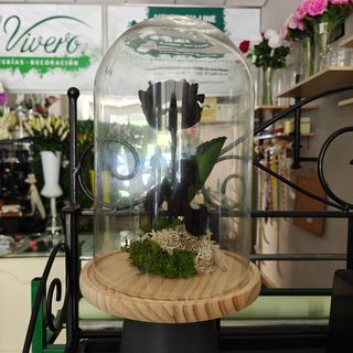 Cúpula Bella y Bestia Grande negra