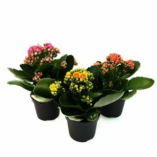 Kalanchoe planta medie Ambalata in hartie decorativa!