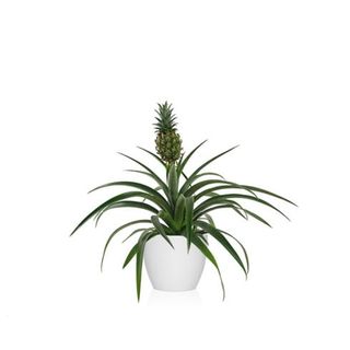 Ananás Champaca (Piña)