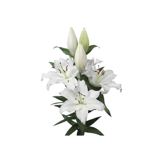 Lilium branco unidade 