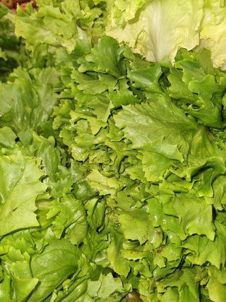 Insalata scarola 1 kg