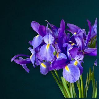 Iris