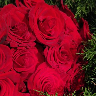 Bukiet 15 róż czerwonych +dodatki