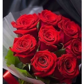 წითელი  ჰოლანდიური ვარდი (9)