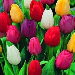 10 Tulipani mazzo 