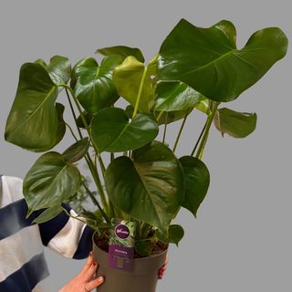Monstera 