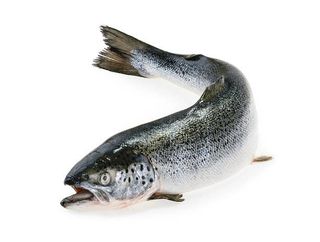 Salmón entero 