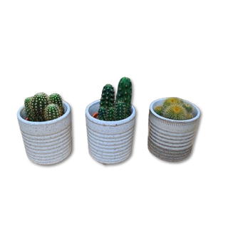 Cactus mini amb gerro inclòs 1 Ud.