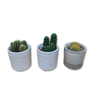 Cactus mini amb gerro inclòs 1 Ud.