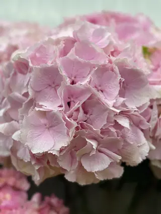 Hortensie roz