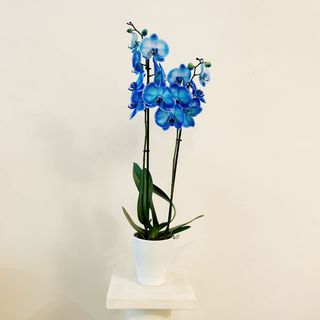 Orquídea Grande Azul 