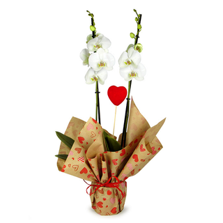 Orquídea Blanca