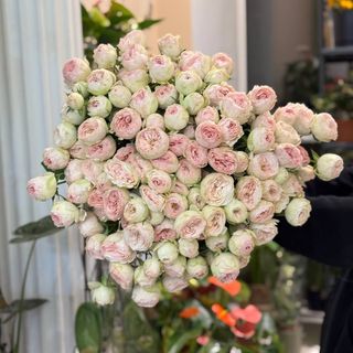 Троянда кущова піоновидна «Мендсфілд Пінк», 