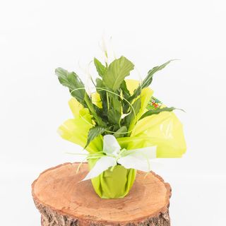 Spathiphilio mediano