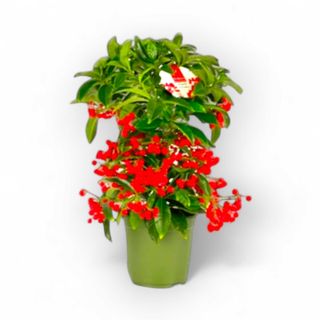 Vaso Ardisia