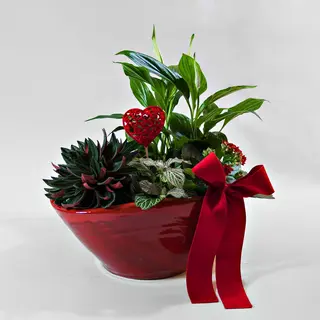 Plantas, com Amor