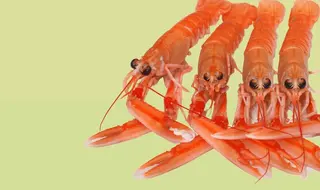 Sashimi Scampi 4pz