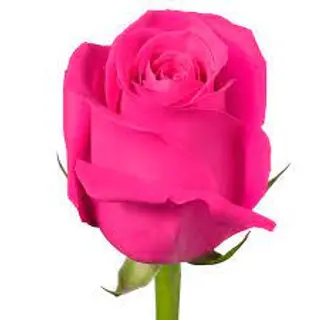 Trandafir fucsia