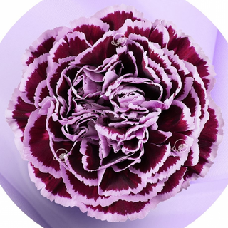 Clavel Bicolor Morado F. Flor Suelta (Por unidad/No es un ramo/No bouquet)