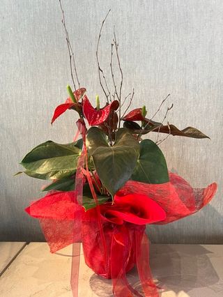 Anthurium