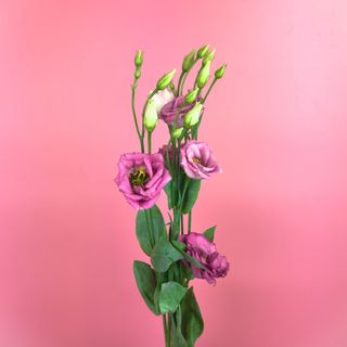 Еустома рожева